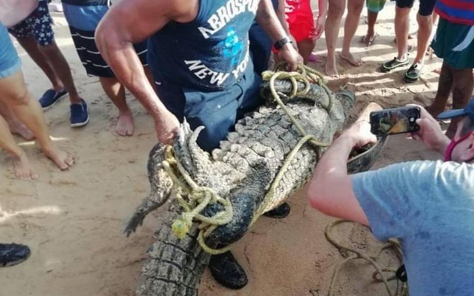 Capturan a cocodrilo avistado en playas de Pie de la Cuesta guerrero  acapulco playas pescadores - El Sol de México | Noticias, Deportes, Gossip,  Columnas