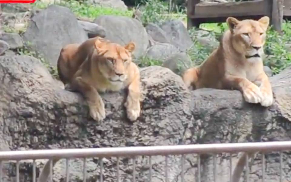 Simulacro para capturar a un león suelto en zoológico de Japón se vuelve  viral Animales Internet Twitter Facebook Rey León - El Sol de Acapulco |  Noticias Locales, Policiacas, sobre México, Guerrero
