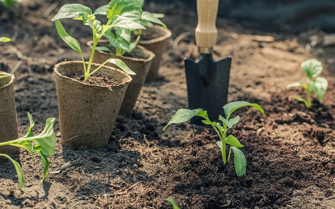 Cerca de 2 millones de plantas se usarán para reforestar en Guerrero  Contaminación Acapulco Chilpancingo Tala Ilegal Árboles Bosques - El Sol de  Acapulco | Noticias Locales, Policiacas, sobre México, Guerrero y el Mundo