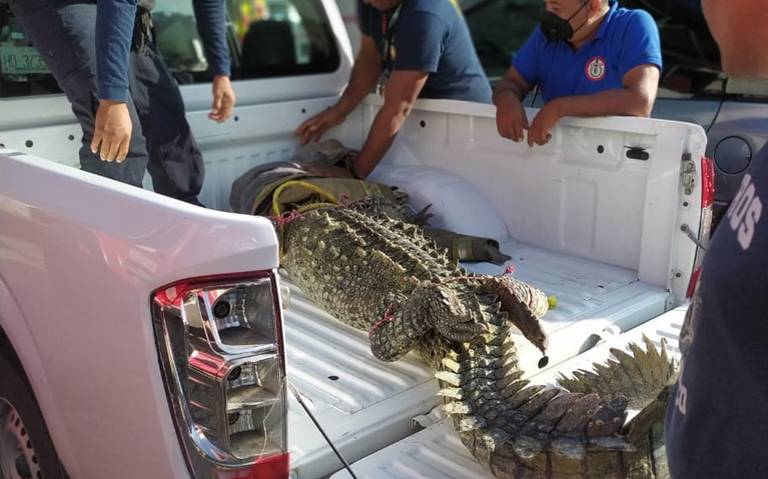 Mantienen búsqueda de cocodrilos en la bahía de Acapulco guerrero ecología  pie de la cuesta - El Sol de Acapulco | Noticias Locales, Policiacas, sobre  México, Guerrero y el Mundo