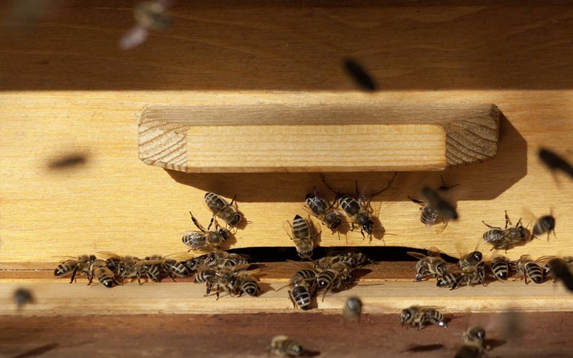 Colmenas en la ciudad para salvar a las abejas