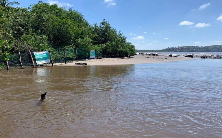 Cocodrilo sale del estero en playa Linda - El Sol de Acapulco | Noticias  Locales, Policiacas, sobre México, Guerrero y el Mundo