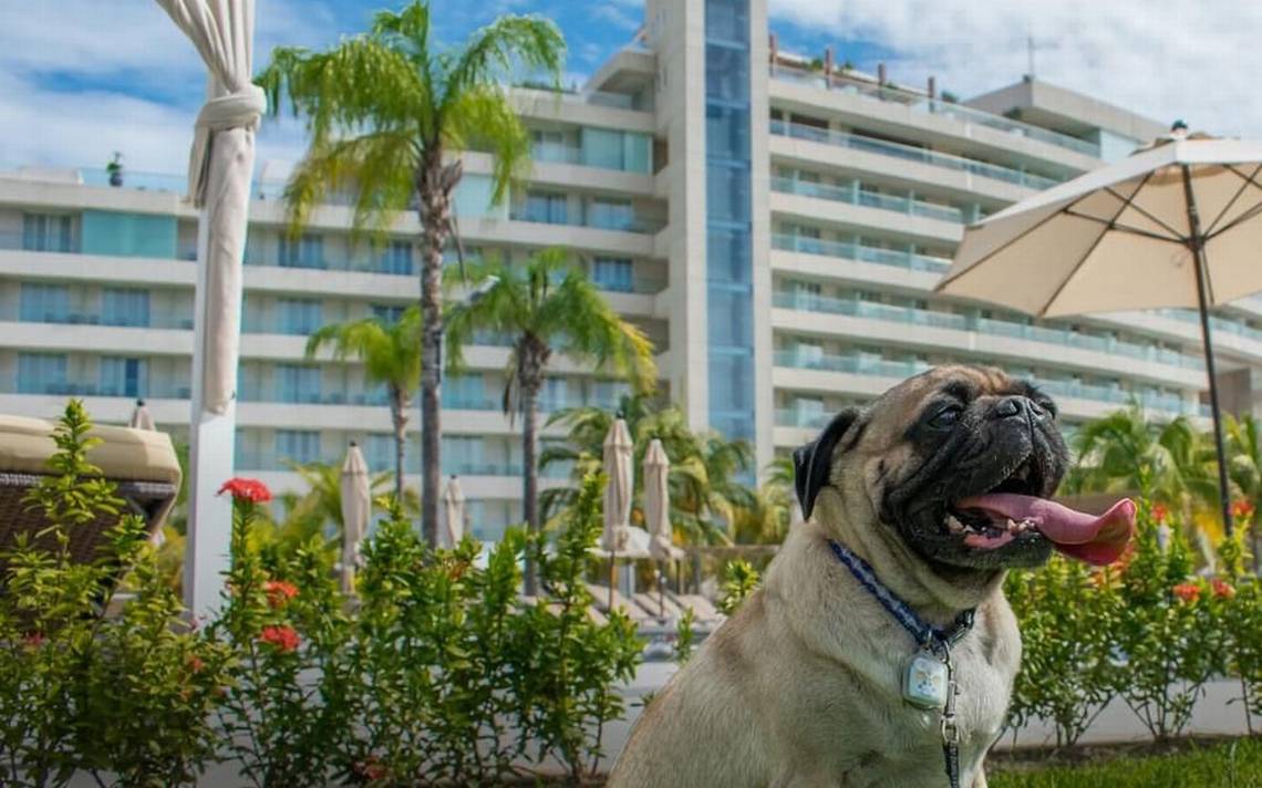 Pet Friendly Acapulco Hotels  Nuestra Casa-Sai Pet Friendly