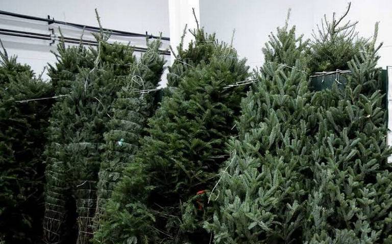 Sigue a la baja venta de arboles de Navidad naturales - El Sol de Acapulco  | Noticias Locales, Policiacas, sobre México, Guerrero y el Mundo