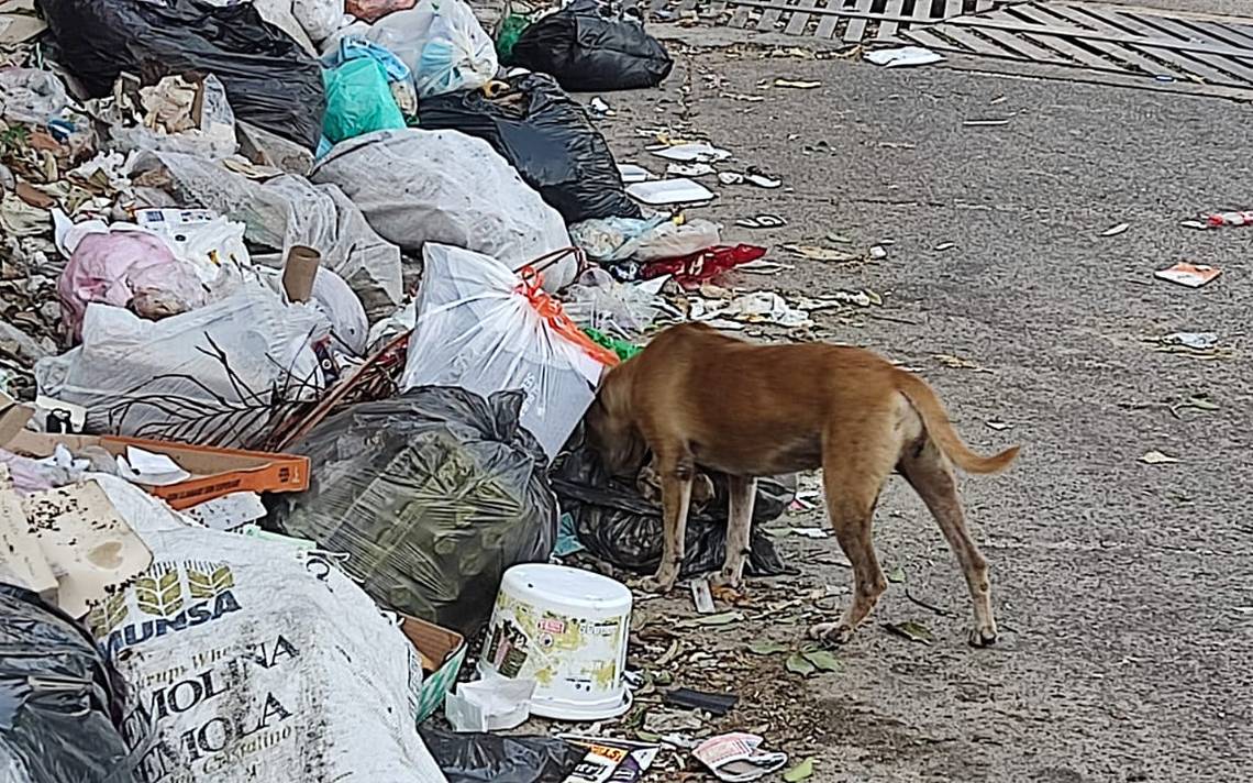 Perros Callejeros Serio Problema En Guerrero El Sol De Acapulco