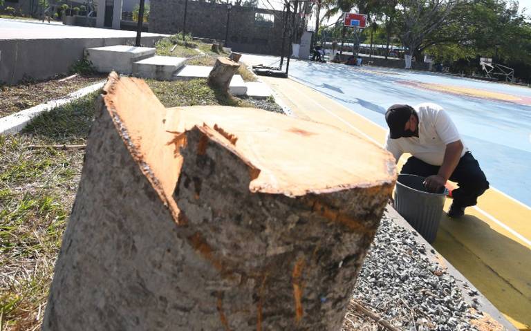 Propaeg investigará derribo de árboles en el CREA - El Sol de Acapulco |  Noticias Locales, Policiacas, sobre México, Guerrero y el Mundo