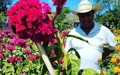 Terciopelo y cempasúchil llenan de color los campos de Chilapa - El Sol de  Acapulco | Noticias Locales, Policiacas, sobre México, Guerrero y el Mundo