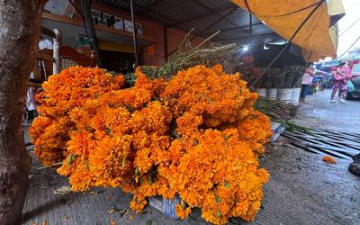 Del campo a los altares ¡Llegó la flor de cempasúchil! - El Sol de Acapulco  | Noticias Locales, Policiacas, sobre México, Guerrero y el Mundo