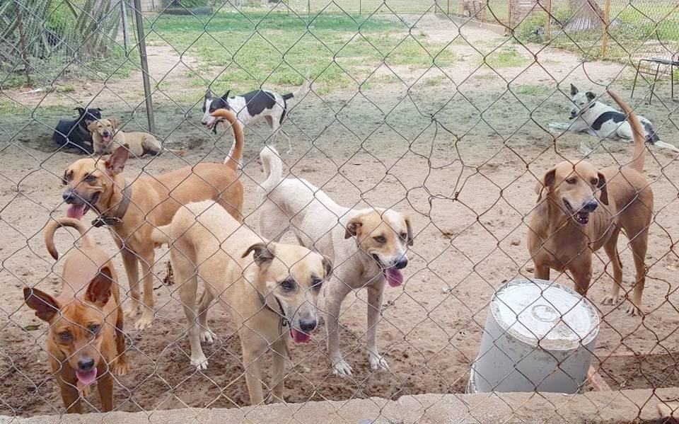 Aprender acerca 77+ imagen casas de adopcion de perros en acapulco