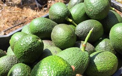 Castigo al aguacate de Michoacán: impacto a millones de toneladas