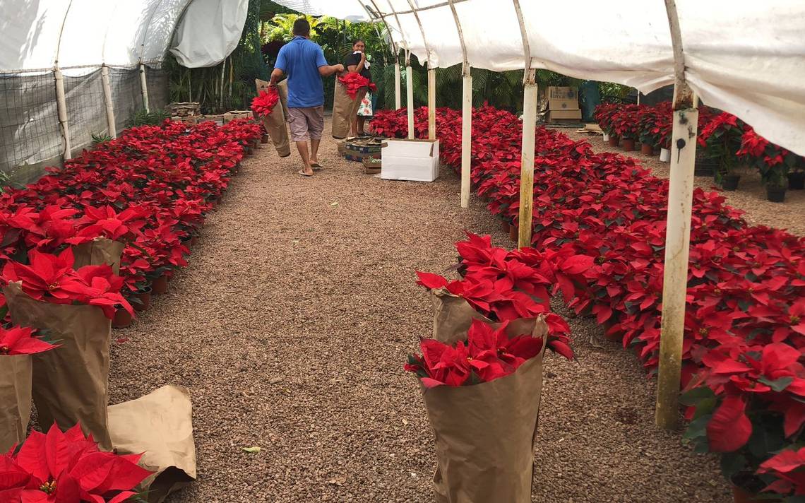 Las flores de Nochebuena llegan a Acapulco y anuncian un mes de alegría -  El Sol de Acapulco | Noticias Locales, Policiacas, sobre México, Guerrero y  el Mundo